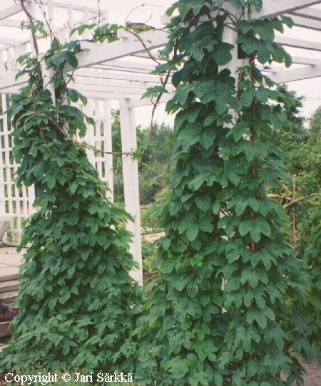 Humulus lupulus